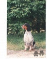 Setter Anglais TRUFFE DE MANUEVA DES DUNES D'ARGENT Setter Anglais TRUFFE DE MANUEVA DES DUNES D'ARGENT